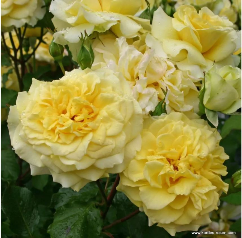 Ruža ´Sterntaler´