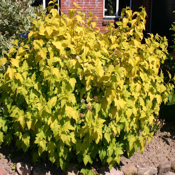 Tavoľa kalinolistá Dart´s Gold