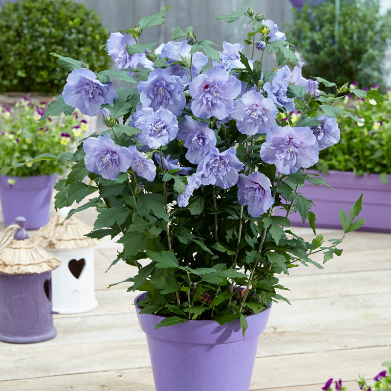 Ibištek sýrsky ´Blue Chiffon´