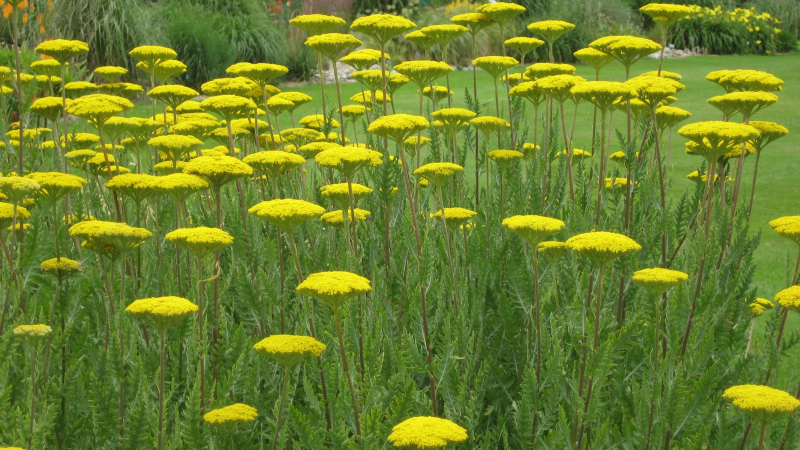 Rebríček ´Variety´s Parkery´