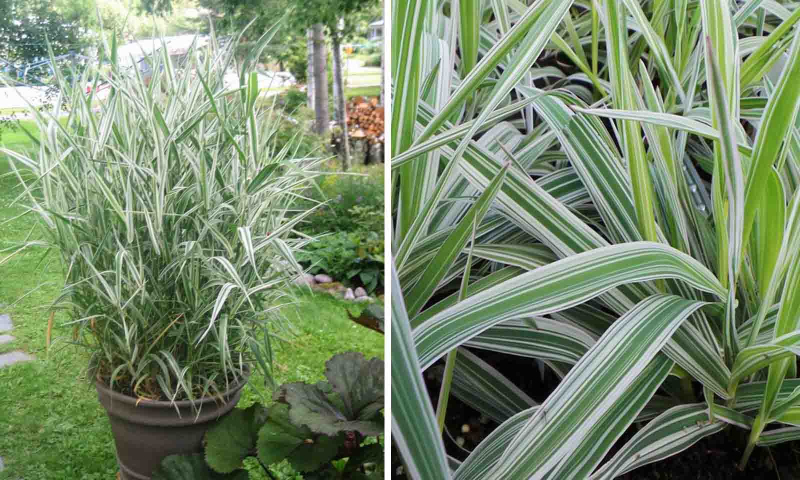 Chrastnica ´Picta´