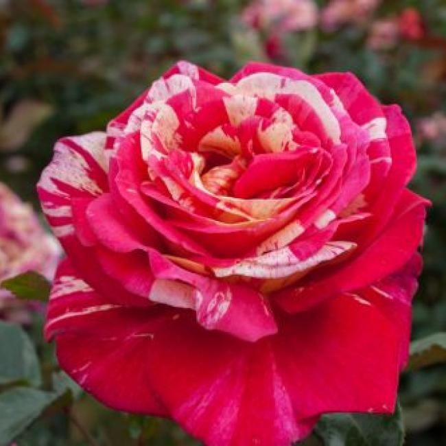 Ruža stromčeková ´PAPAGENO´