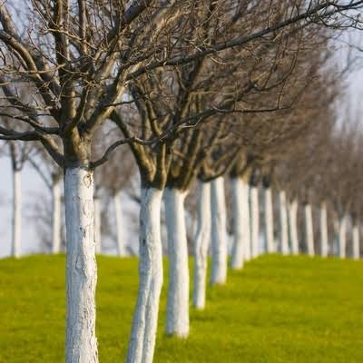 Biovita Vápno na bielenie stromov a kríkov vedierko 1kg