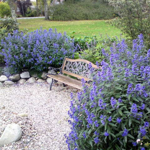 Bradavec klandonský "HEAVENLY BLUE" 9x9