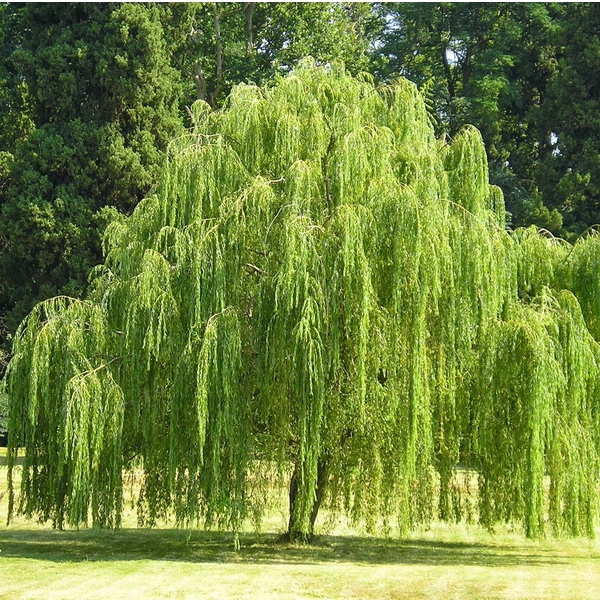 Vŕba babylonská (smutná vŕba)