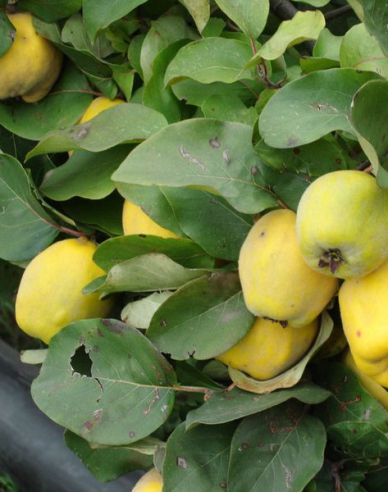 Dula jablková, podp. Dula, kont. 5l