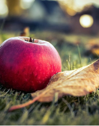 Jabloň ´Florina´ zimná, podp. M9, kont. 5l