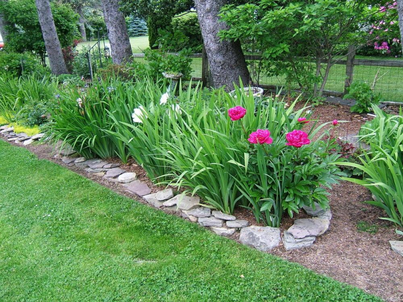 Pivonka čínska ´Karl Rosenfield’´