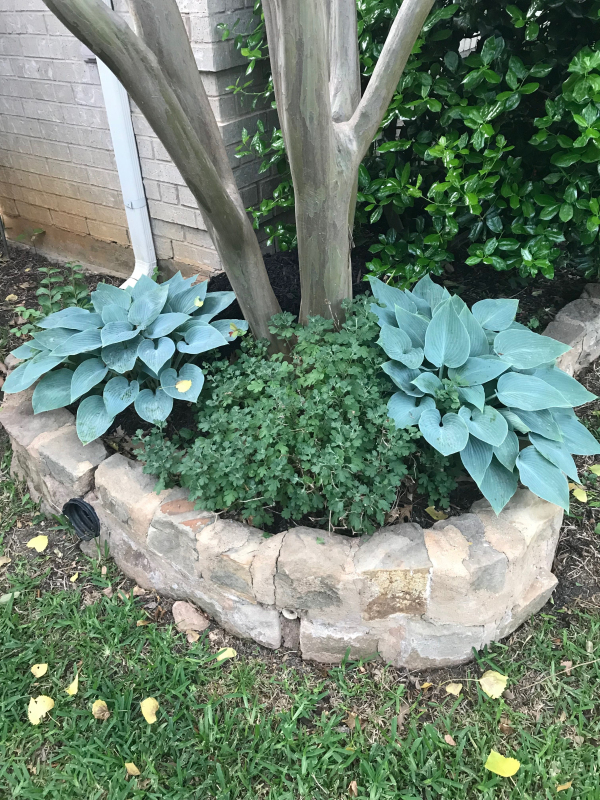 Hosta  ´Blue Cadet´