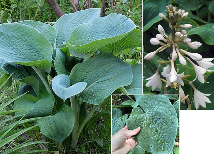 Hosta ´Bressingham Blue´