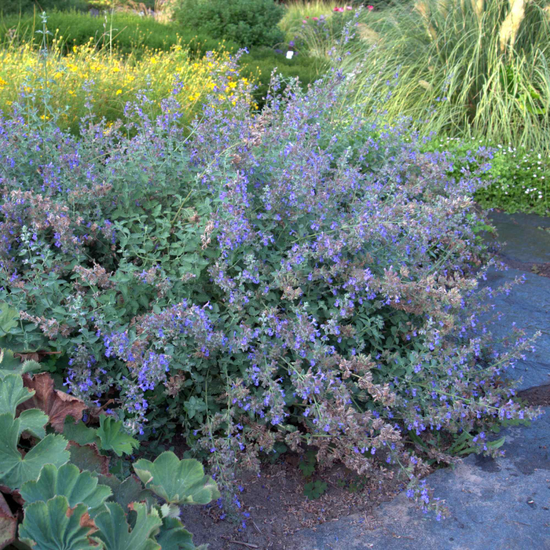 Kocúrnik ´Superba´