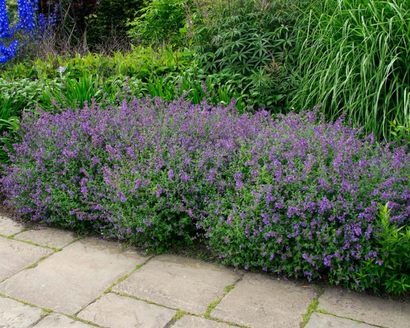 Kocúrnik ´Superba´