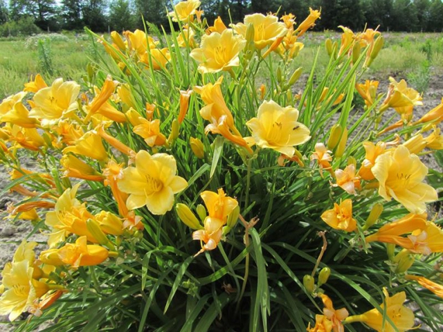 Ľaliovka ´Stella ´d´Oro´