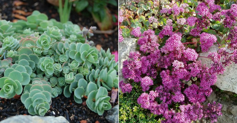 Rozchodník ’Bright Pink’