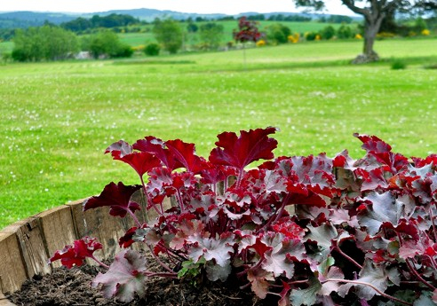 Heuchera ’Melting Fire’