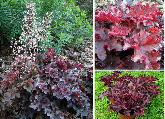 Heuchera ’Melting Fire’