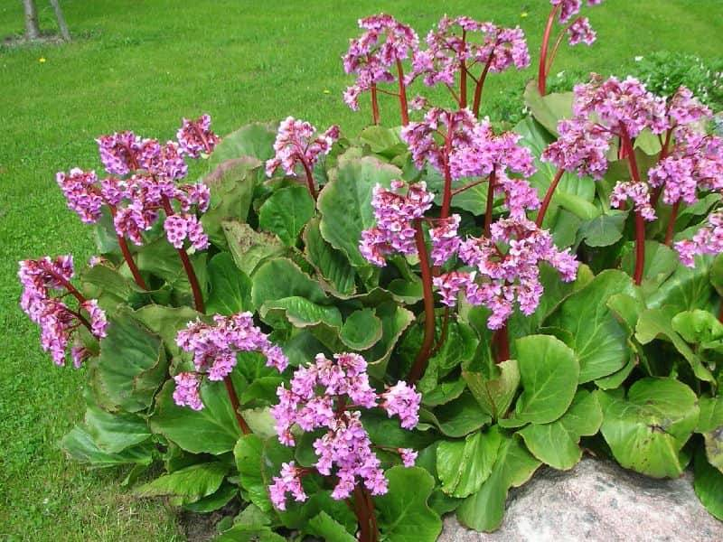 Bergenia ´Rotblum´