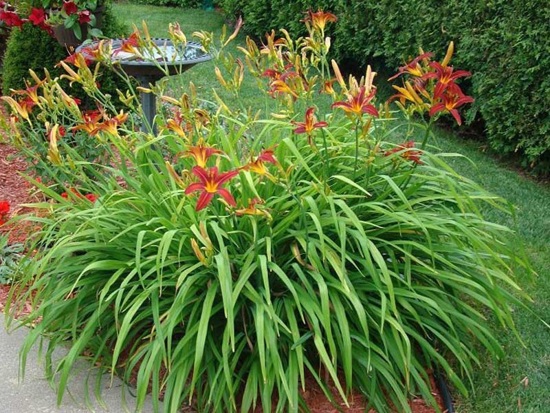 Ľaliovka ´Crimson Pirate´