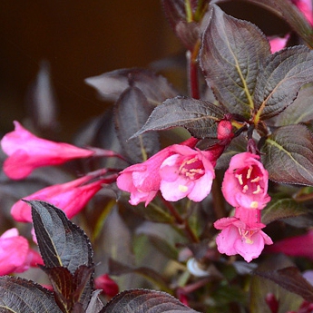 Vajgélia florida "Alexandra"