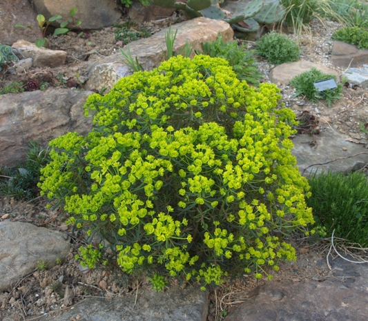 Mliečnik cyparissias ’Fens Ruby’