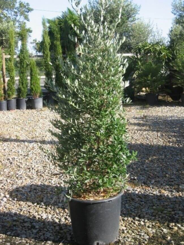 Olivovník európsky ´Cipressino´ 190 - 200cm