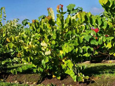 Judášovec kanadský ‘Rising Sun’ 125 - 150cm