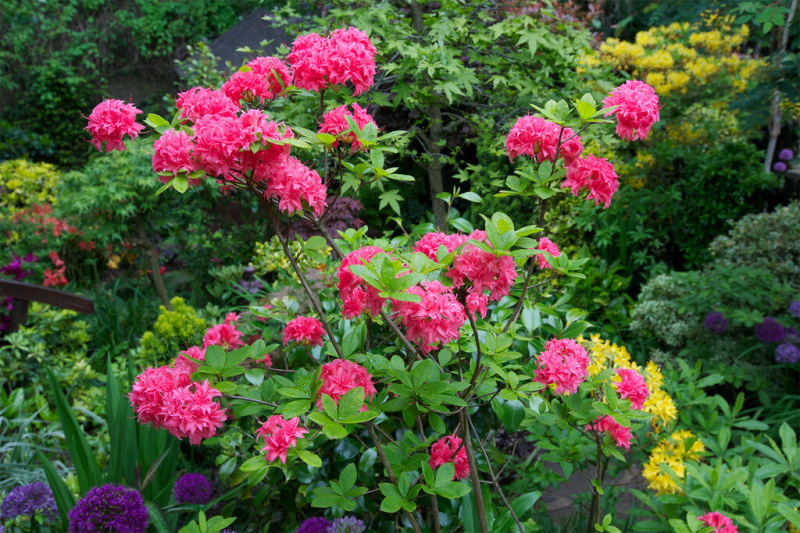 Azalka veľkokvetá "Homebush"