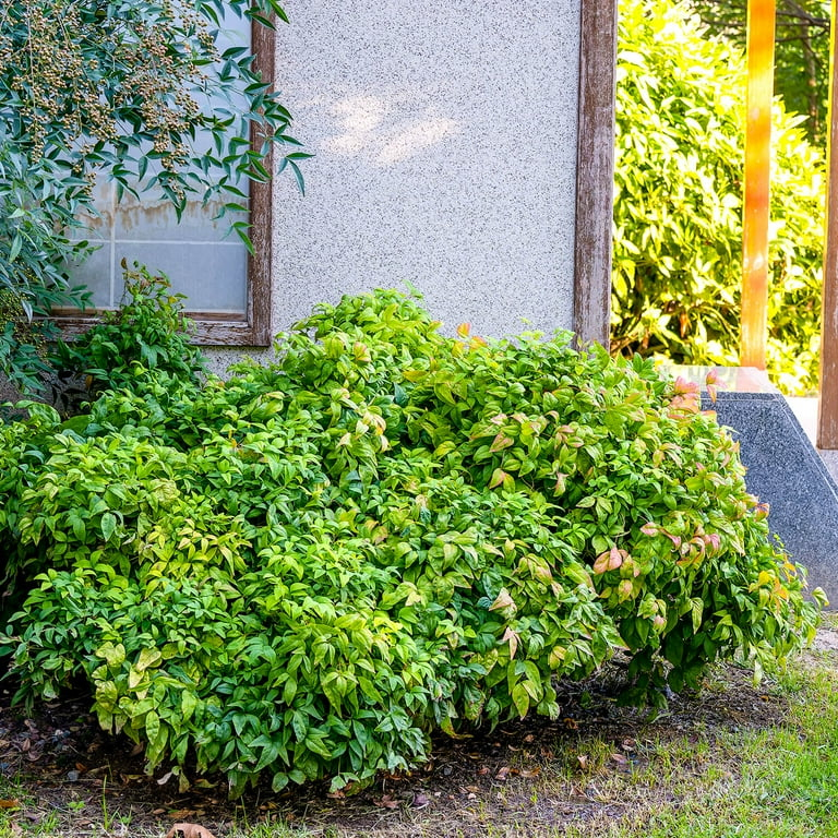 Nandína ´Fire Power’