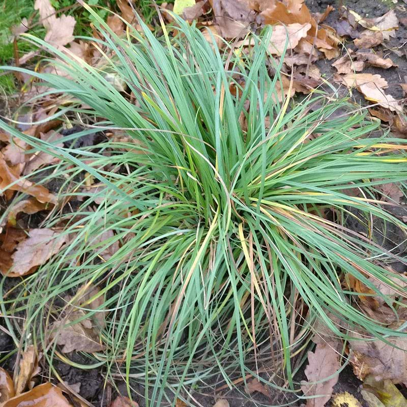 Ostrica ´Blue Zinger´ 1,5L