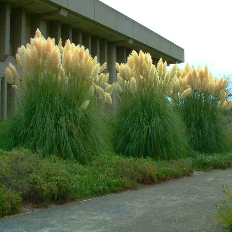 Pampová tráva - Kortadéria ´Evita´