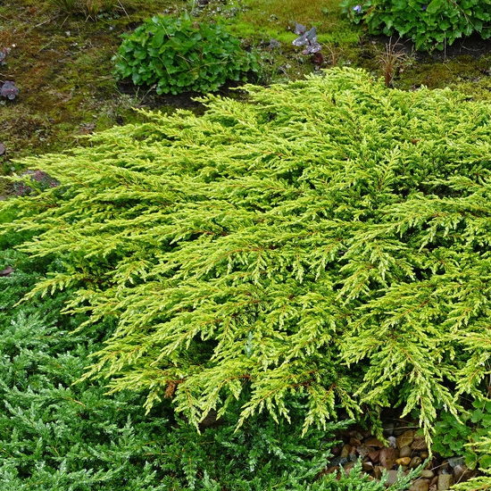 Borievka obyčajná "Goldschatz"