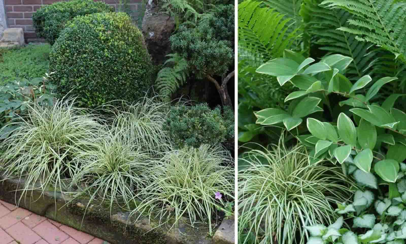 Ostrica ošimenská ´Evergold´