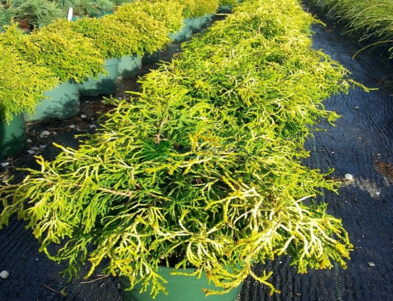 Cypruštek tupolistý ’Tsatsumi Gold’