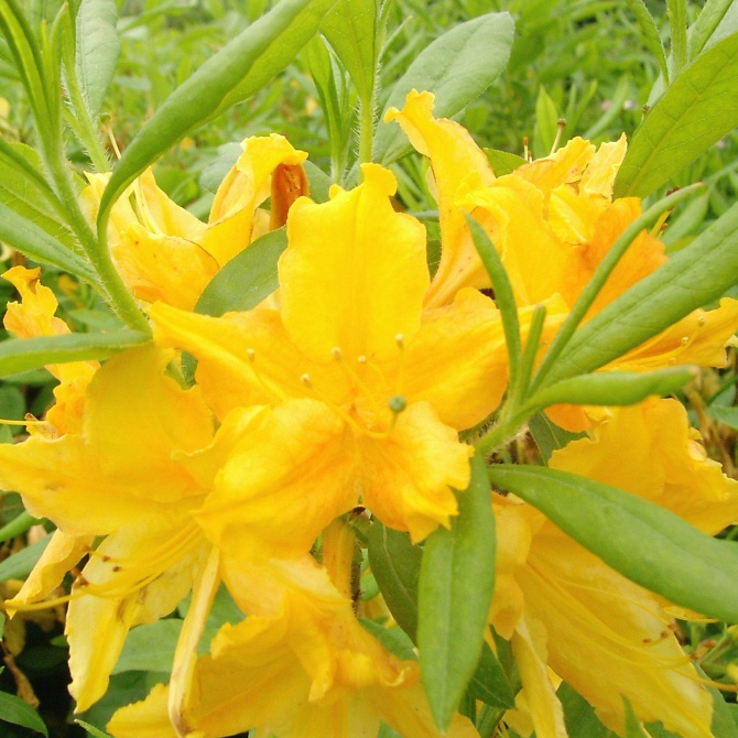 Azalka veľkokvetá ´Golden light´