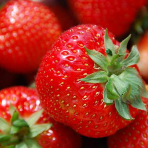 Jahoda "Honeoye" skorá odroda