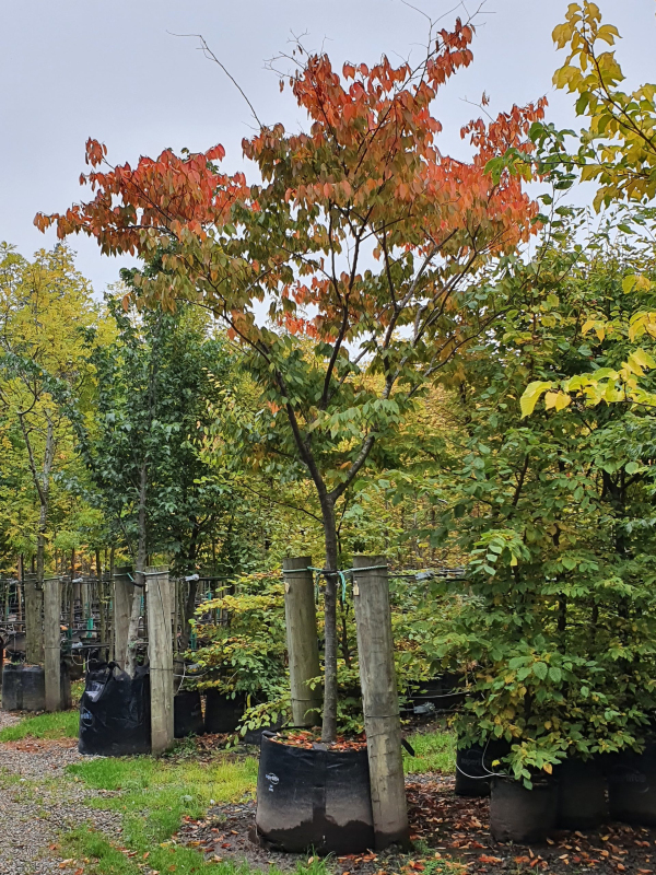 Zelkova ostrolistá  (Zelkova serrata)