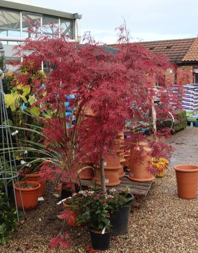 Javor dlaňovitolistý ´Garnet´ na kmienku 190cm