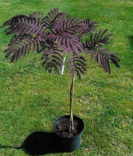 Albizia ružová ´Summer Chocolate´ 125 - 150cm
