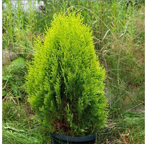 Tuja východná "Aurea Nana"