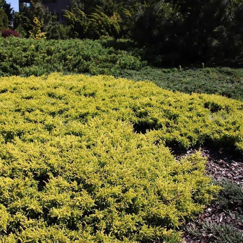 Borievka obyčajná "Goldschatz"