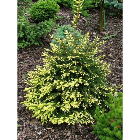 Smrek východný ´Golden Start´