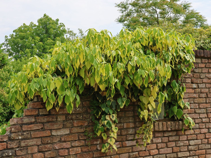Brečtan kaukazský ´Sulphur Heart´