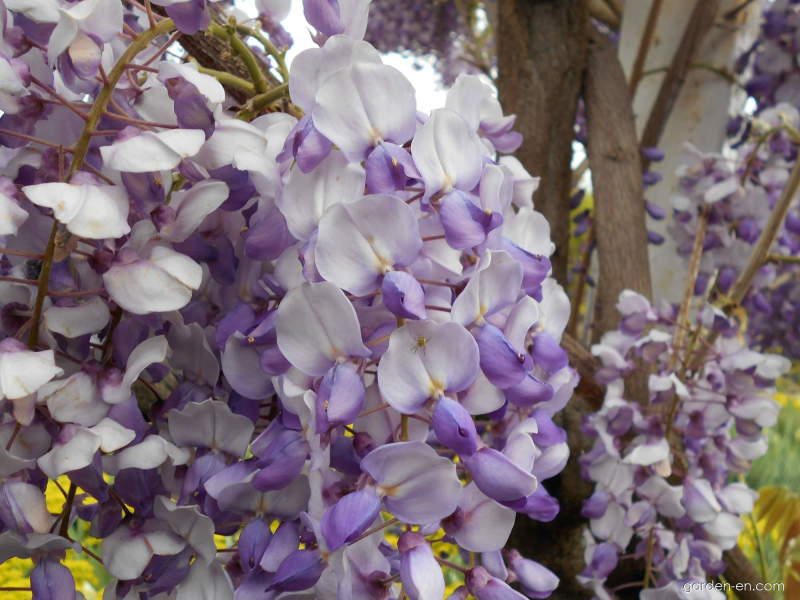 Vistéria čínska ´Caroline´