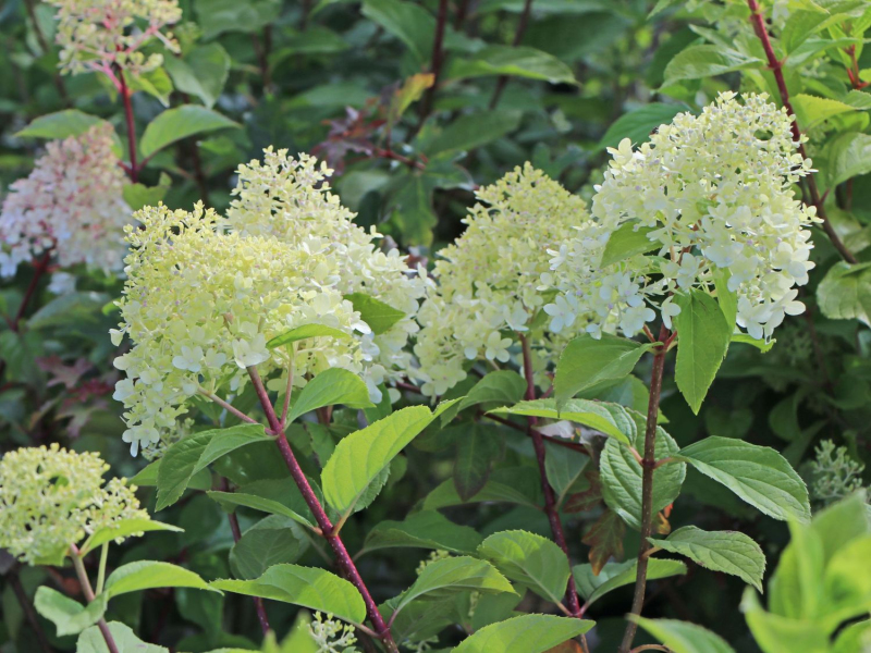 Hortenzia metlinatá ´Unique´