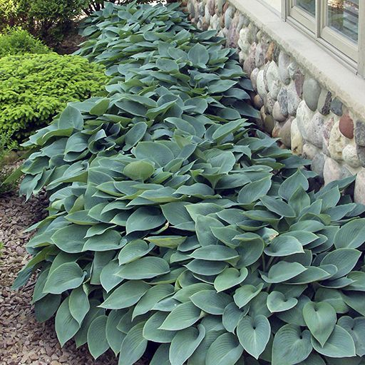 Hosta  ´Halcyon´