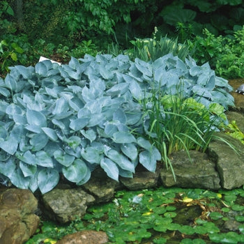 Hosta  ´Halcyon´