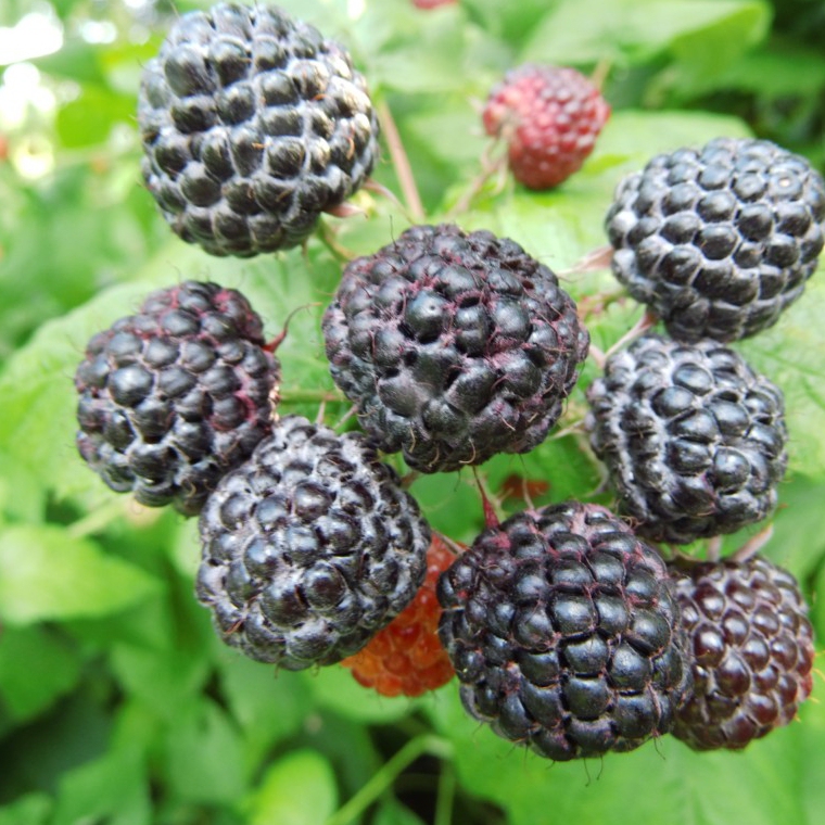 Malina čierna ´Black Jewel´