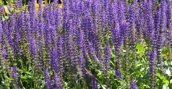 Šalvia hájna ´Mainacht´