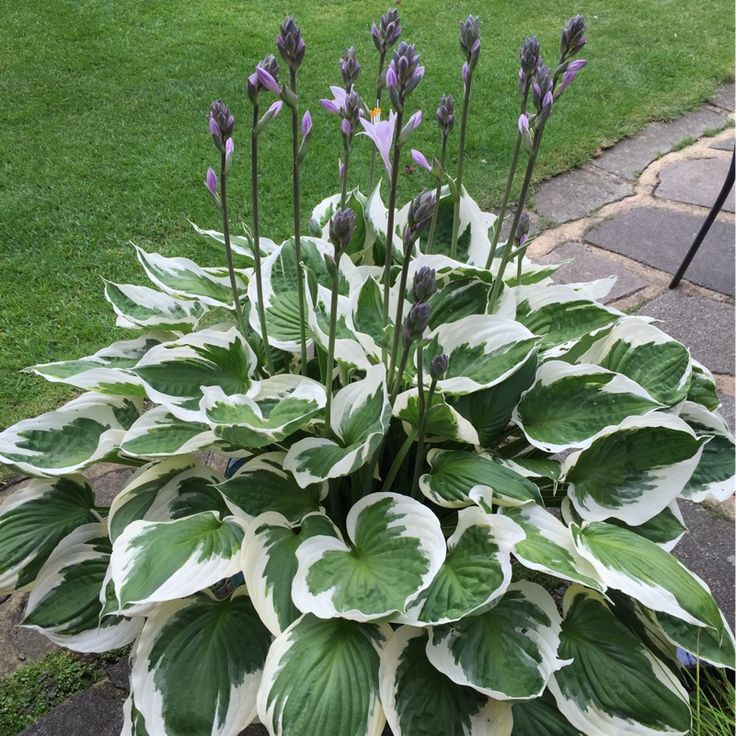 Hosta  ´Francee´