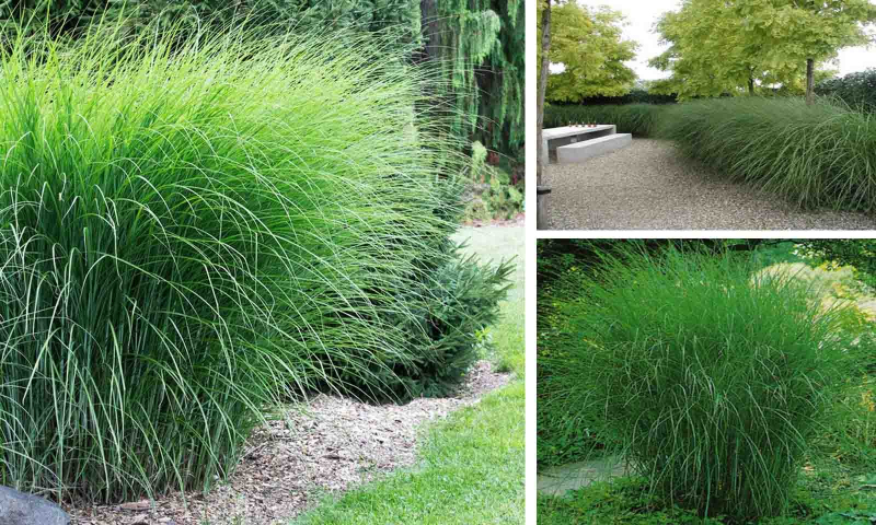 Ozdobnica čínska ´Gracillimus´ 2l